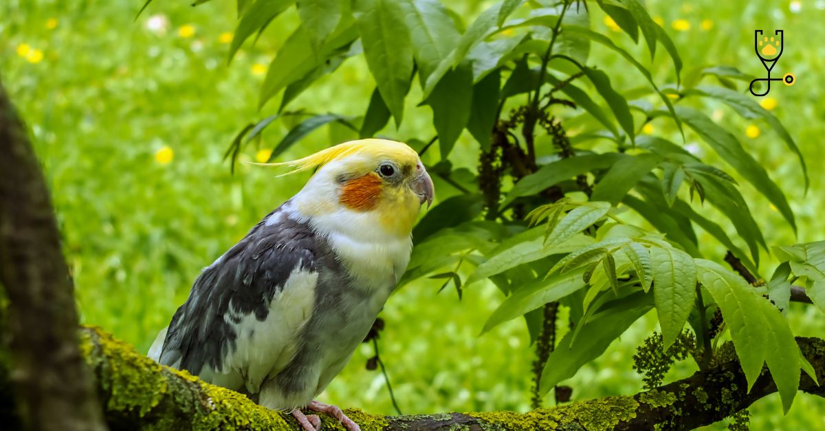 All About Cockatiel Breeding Basics Parrot Advisory