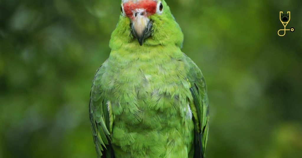 All About Psittacosis (Parrot Fever) In Birds | Parrot Advisory