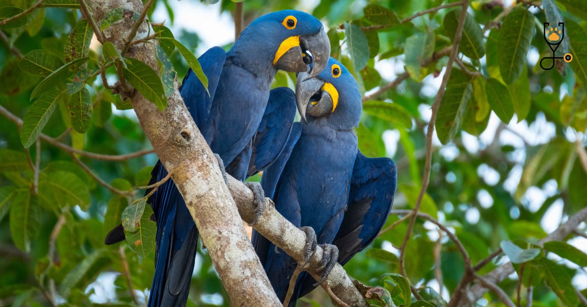 Caring Tips For Hyacinth Macaws Blue Parrots Parrot Advisory