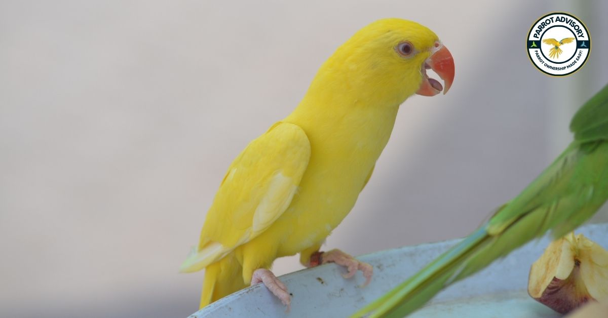 12 Common Diseases Of Parrots Causes Symptoms And Treatment Parrot Advisory